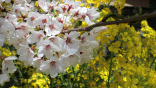 満開の桜と黄色い花の写真