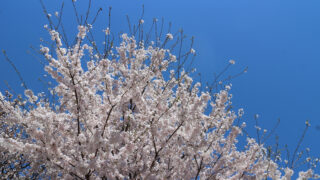 満開の桜と晴天の写真