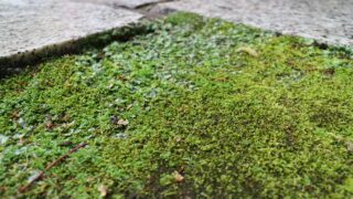 石畳と苔の写真