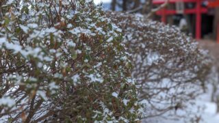 積もった雪と植物の写真